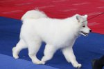 Meilleur Puppy La Roche-sur-Yon 2015